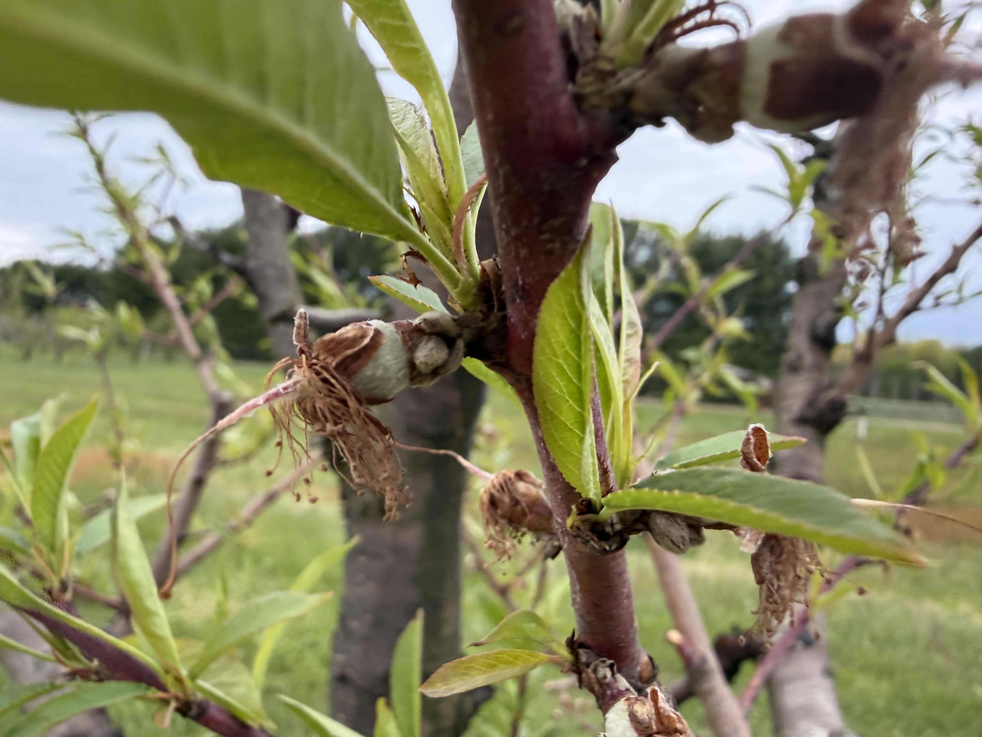 Coralstar peach with small fruit starting to form.